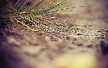 Grass, Sand, Macro HD wallpaper
