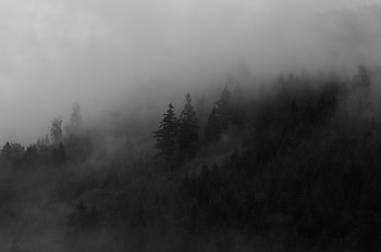 Nature, Trees, Smoke, Forest, Fog, Spruce, Fir HD wallpaper