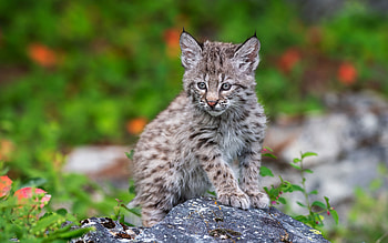 Lynx, animal, cute, cat HD wallpaper