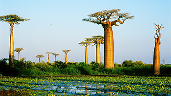 Madagascar, United States Department of State, Country Profile, Travel Information HD wallpaper