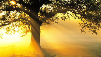 Tree , Nature backgrounds, Beautiful trees, Scenic views HD wallpaper