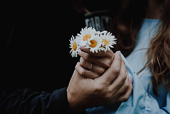 Flowers, Camomile, Hands, Touching, Touch HD wallpaper