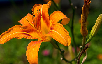 Orange lily, Flower , Bright and bold, Nature HD wallpaper