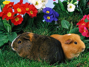Rabbit couple, flower, couple, baby, garden, grass, rabbit HD wallpaper