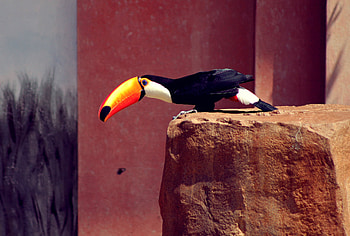 Vibrant plumage, Beautiful creature, Natural habitat, Wildlife graphy HD wallpaper