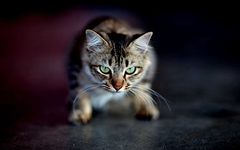 Animals, Cat, Aggression, Muzzle, Eyes, Shadow HD wallpaper