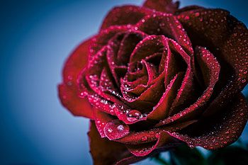 Drops, red rose, portrait HD wallpaper