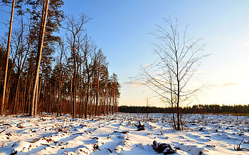 Landscape, Trees HD wallpaper