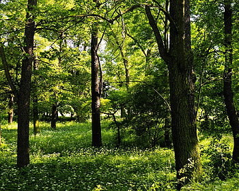 A green forest, other, people, forest, entertainment HD wallpaper