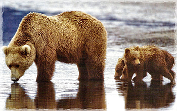 Grizzly Bear Family F1, animal, graphy, wide screen, wildlife, bear, grizzly, , cubs, water HD wallpaper