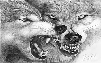 two angry wolves, dogs, angry, wolves, animals HD wallpaper