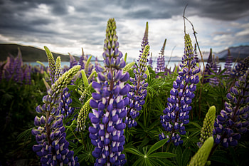 Flowers, Field, Lupine HD wallpaper