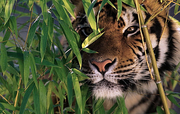 Stalker, gold black and white, tiger, hunter, striped, stalking, hiding HD wallpaper