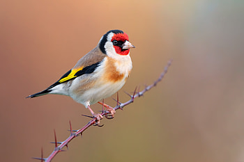 Goldfinch, animal, bird, tree HD wallpaper