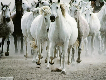 White_Horses, horses, animals HD wallpaper