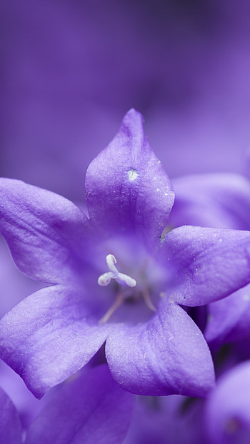 Purple Flowers, Light Purple, Flowers HD phone wallpaper