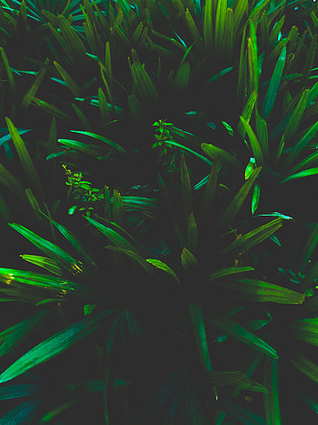 Nature, Grass, Leaves, Plant, Dark, Shadows HD phone wallpaper
