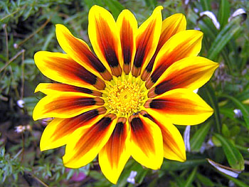 Yellow Flower, beautiful, , yellow, flower HD wallpaper