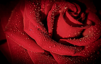 Red Rose, Macro, Drops, Rose, Petals HD wallpaper