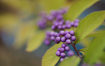 Leaves, Plant, Macro, Blur, Smooth, Berry HD wallpaper