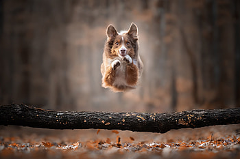 Streamlined, dog, flight, graph, jumping HD wallpaper