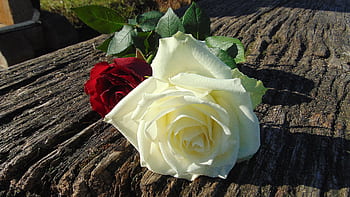 A beautiful pairing of red and white roses lying on a rustic wooden surface in natural daylight. HD wallpaper