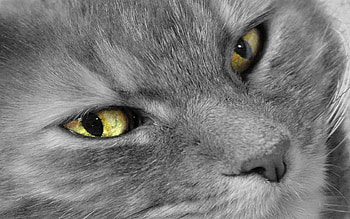 Gray cat, gray, cat HD wallpaper