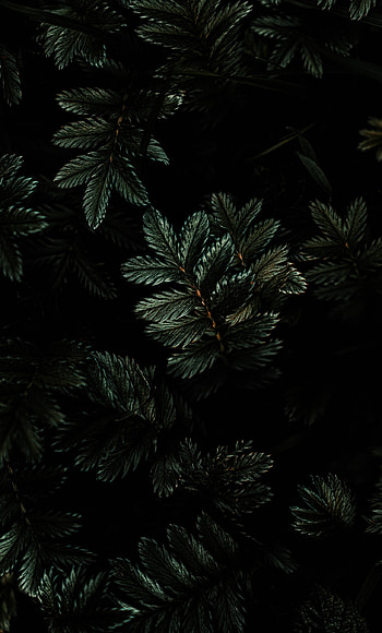 Leaves branches dark , Shadows and shapes, Leafy texture, Organic backdrop HD phone wallpaper
