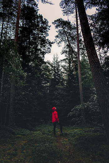 Person, Nature, Trees, Privacy, Seclusion, Forest, Human, Loneliness, Sweden HD phone wallpaper