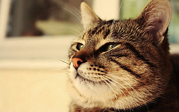 Animals, Cat, Muzzle, Sight, Opinion, Thick, Fat HD wallpaper