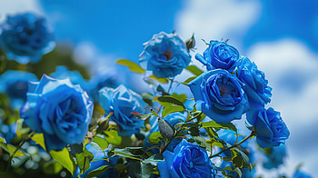 Blue roses under a blue sky 06, blue flower, blue, sky, landscape, flower HD wallpaper