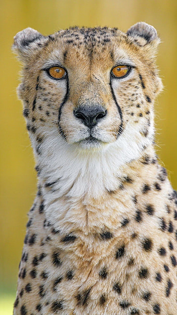 Striking , Cheetah's wild beauty, Captivating big cat, Powerful presence HD phone wallpaper