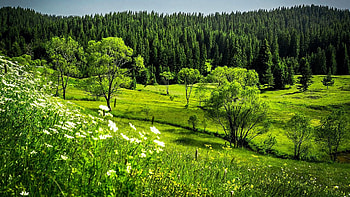 The Rhodope Mountains, Bulgaria, flowers, forest, spring, hills, landscape, trees HD wallpaper