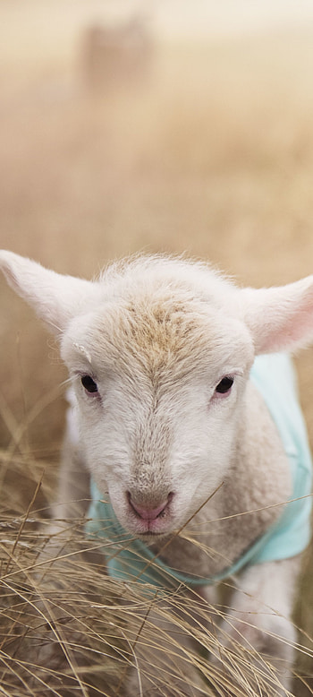 Exquisite animal sheep, Graceful creatures, Natural elegance, Majestic animal kingdom HD phone wallpaper
