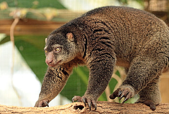 Sulawesi bear cuscus, Endangered species, Unique mammal, Sulawesi island HD wallpaper