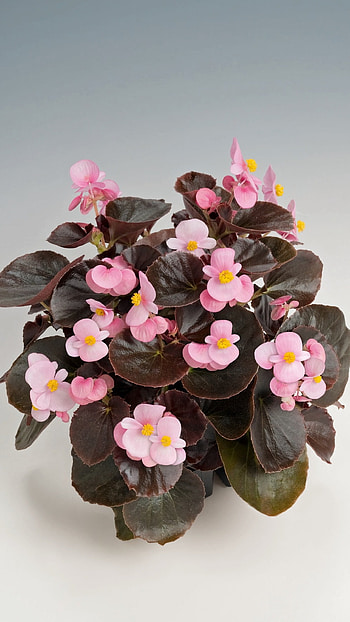 Begonia, Pink, Flower HD phone wallpaper