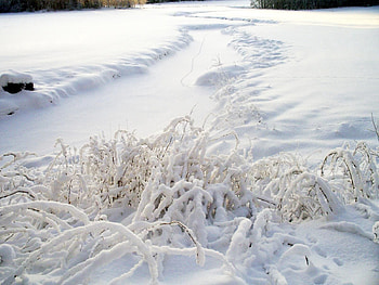Winter, Nature, Grass, Snow, Cover HD wallpaper