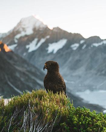 Animals, Mountains, Parrots, Bush, Bird, Kea HD phone wallpaper
