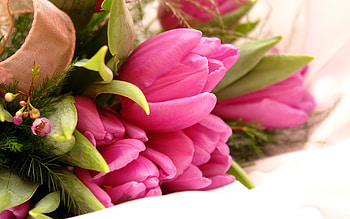 Plants, Flowers, Tulips HD wallpaper