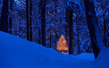 Landscape, Holidays, Nature, Trees, New Year, Snow HD wallpaper