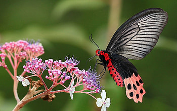 Grass, Flower, Plant, Macro, Butterfly, Wings HD wallpaper