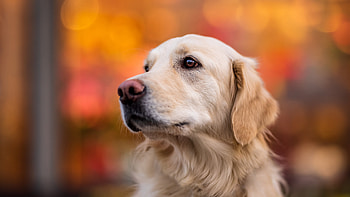 Golden Retriever Dog In Red Yellow Lights Blur Bokeh Background Dog HD wallpaper