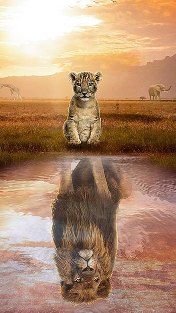 Simba, cloud, sky, africa, lion HD phone wallpaper