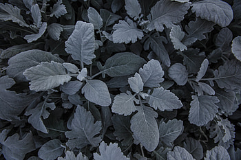 Nature, Leaves, Plant, Carved, Grey HD wallpaper