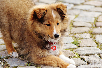 Animals, Dog, Nice, Sweetheart, Collie, Mini Collie HD wallpaper