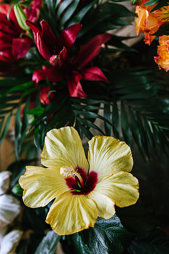 Flowers, Flower, Tropical, Hibiscus, Ecositesky, Ecosite HD phone wallpaper