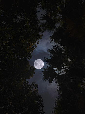 Trees, Leaves, Night, Moon, Dark, Branches HD phone wallpaper