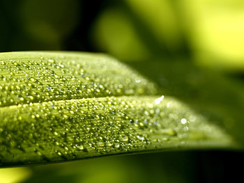 Background, Leaves, Drops HD wallpaper