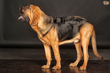 Scottish Dog Breeds - Bloodhound, Scottish Dog Breeds, Scotland, Scottish Dogs, Bloodhound HD wallpaper