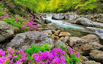 Rhododendron on the rocks, beautiful, flowers, forest, stream, river, creek, brook, rocks, stones, summer, wildflowers, trees HD wallpaper